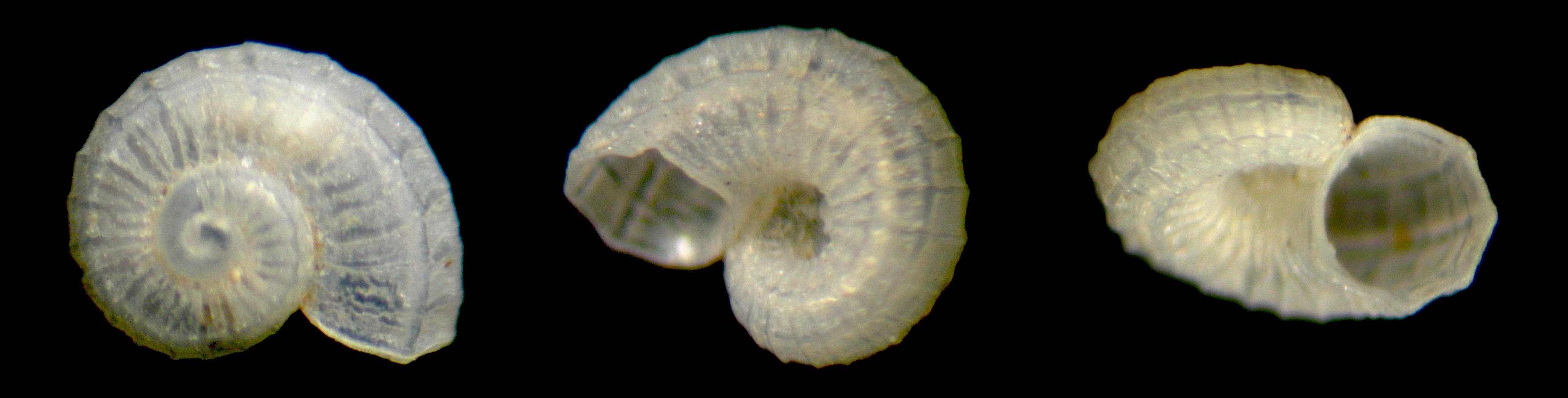 skeneoides exilissimum e ..........